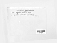 Rhytisma acerinum image
